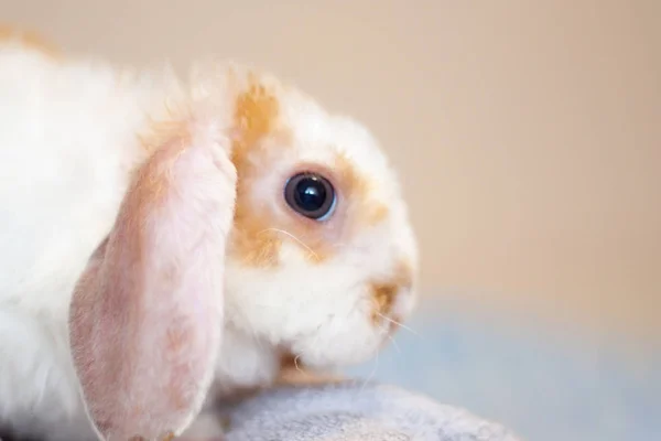 Lop Ucha Malá Červená Bílá Barva Králíka Měsíce Starý Králíček — Stock fotografie