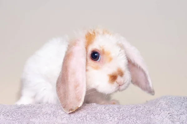 Lop Orecchio Piccolo Coniglio Colore Rosso Bianco Mesi Coniglietto Sfondo — Foto Stock