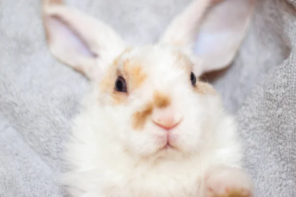 Lop ear little Red and white color rabbit, 2 months old, bunny on grey background - animals and pets concept