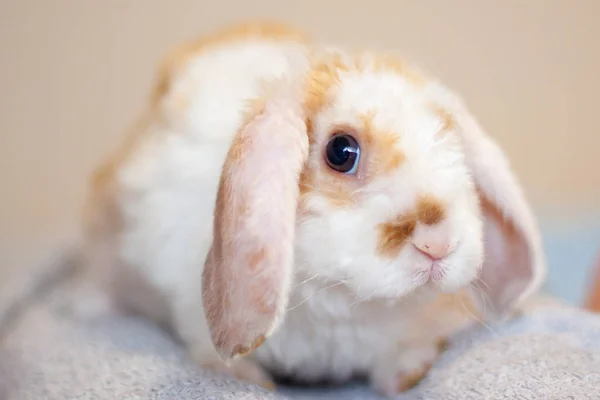Klappohr Kleines Rot Weißes Kaninchen Monate Alt Hase Auf Grauem — Stockfoto