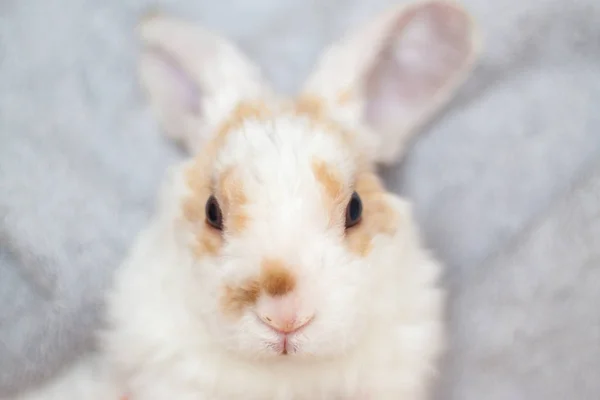 小白的小白兔 2个月大 兔子在灰色背景 动物和宠物概念 — 图库照片