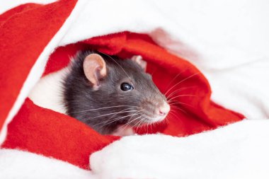 Sembol Çince mutlu yeni yıl 2020 kavramı görüntüsü. Noel sıçan. Noel Baba kırmızı şapkalı closeup küçük fare. Lunar Astroloji işareti.