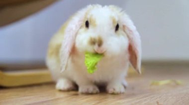 Lop kulak küçük kırmızı ve beyaz renk tavşan, 2 ay eski, Bunny yemek çiğnemek yeşil yaprak-hayvanlar gıda ve Evcil hayvan kavramı.