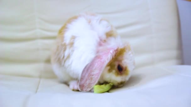 Lop Oreja Poco Conejo Color Rojo Blanco Meses Edad Conejito — Vídeo de stock