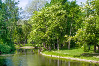 nehir banka Blossoming kestane ağaçları, yeşil çimen, çiçekli. Bahar doğa sahne. Güzel manzara. Sakin arka plan, güneş ışığı. Doğal Parkı Zemin
