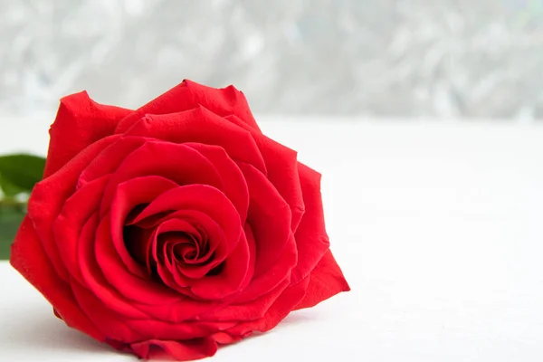 Jeden Red Rose z boke tła. miejsce - Walentynki i koncepcja dzień kobiet 8 marca matka. — Zdjęcie stockowe