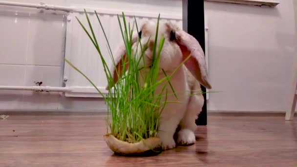 家庭のロップ耳少し赤と白の色のウサギは 家庭用動物飼料やペットのコンセプトで台所で緑の草を噛む — ストック動画