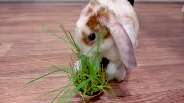 家庭のロップ耳少し赤と白の色のウサギは 家庭用動物飼料やペットのコンセプトで台所で緑の草を噛む — ストック動画