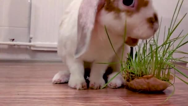 家常便饭 小红白相间 的兔子在厨房里咀嚼绿草 动物饲料和宠物概念 — 图库视频影像