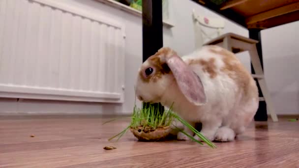 Domestico Lop Orecchio Poco Colore Rosso Bianco Coniglio Masticare Erba — Video Stock