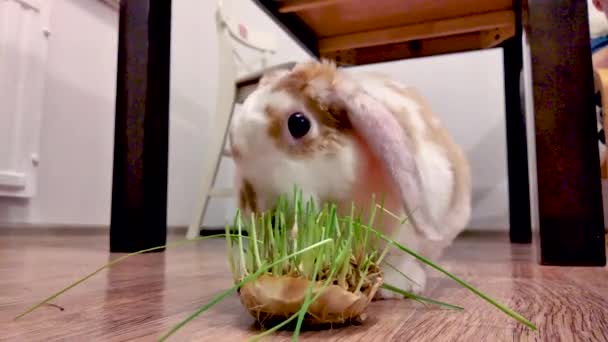Häusliche Schlappohr Kleine Rote Und Weiße Farbe Kaninchen Kaut Grünes — Stockvideo