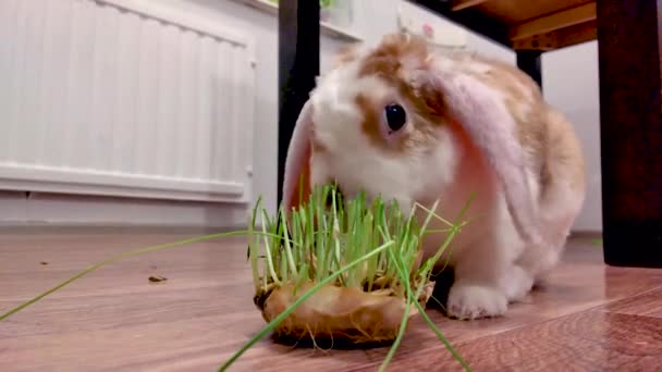 Vnitrostátní Ucho Lop Malý Červený Bílý Králík Žvýká Zelenou Trávu — Stock video