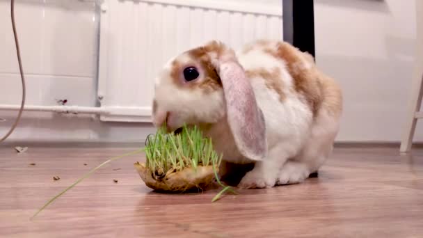 家常便饭 小红白相间 的兔子在厨房里咀嚼绿草 动物饲料和宠物概念 — 图库视频影像