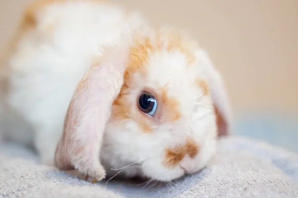 Lop orecchio piccolo coniglio di colore rosso e bianco, 2 mesi, coniglietto su sfondo grigio-animali e animali domestici concetto — Foto Stock