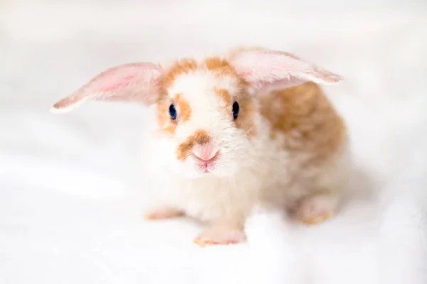 Симпатичный маленький оранжево-белый кролик с большими ушами. кролик на белом фоне. Нос крупным планом - понятие животных и домашних животных . — стоковое фото