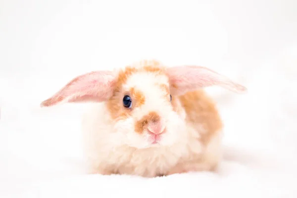 Carino piccolo coniglietto di colore arancione e bianco con grandi orecchie. coniglio su sfondo bianco. Primo piano del naso - concetto di animali e animali domestici . — Foto Stock