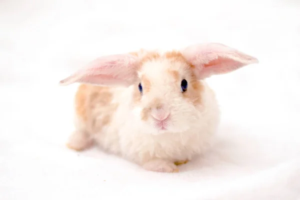 Carino piccolo coniglietto di colore arancione e bianco con grandi orecchie. coniglio su sfondo bianco. Primo piano del naso - concetto di animali e animali domestici . — Foto Stock