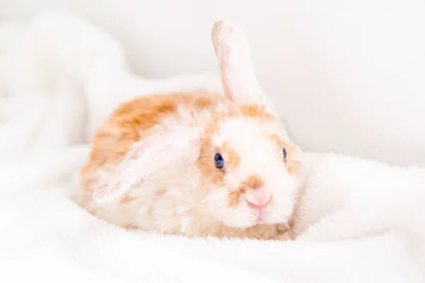 Niedliche kleine orangefarbene und weiße Hase mit großen Ohren. Kaninchen auf weißem Hintergrund. Nase hautnah - Konzept für Tiere und Haustiere. — Stockfoto