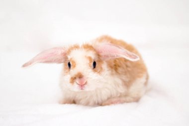 Büyük kulakları ile sevimli küçük turuncu ve beyaz renkli tavşan. beyaz arka plan üzerinde tavşan . Burun yakın - hayvan ve evcil hayvan kavramı.