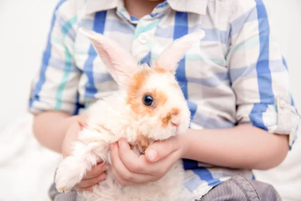 Cute little orange and white color bunny with big ears. rabbit in boy hands. close up - animals and pets concept. — Stock Photo, Image