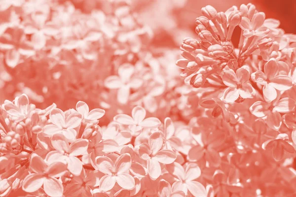 Çiçek açan leylaklardan yapılmış çiçekli arka plan. 2019 yılının ana trendy Living Coral rengi ile tonda. İlkbahar ve yaz konsepti. Metin için alan.