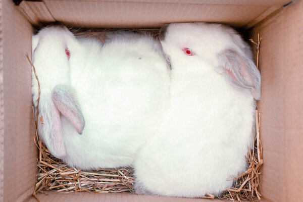 Two white hares are sitting in a cardboard boxes. Easter bunny rabbits. Easter preparation, farm animals transportation and pets concept.