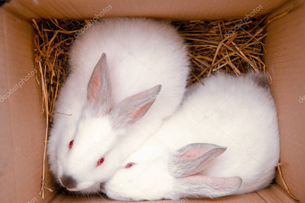 Two white hares are sitting in a cardboard boxes. Easter bunny rabbits. Easter preparation, farm animals transportation and pets concept.