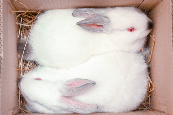 Two white hares are sitting in a cardboard boxes. Easter bunny rabbits. Easter preparation, farm animals transportation and pets concept.