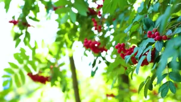 太陽の光と太陽の光は 緑の葉とローワンの赤い熟した束を打ち上げ 枝が風に揺れ 秋の気分 オレンジのアッシュベリー夏を終えるコンセプト 秋の収穫 選択フォーカス — ストック動画