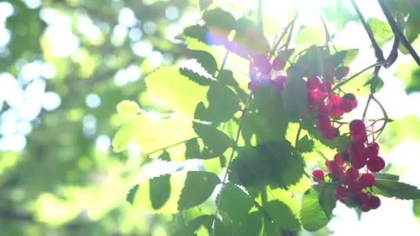 Napfény és napsugarak throuth vörös érett rakás berkenye zöld levelek. A fióktelep leng a szél, őszi hangulat. narancs ashberry. Koncepció vége a nyár, aratás az őszi szezonban. Szelektív fókusz