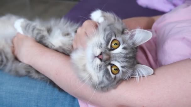 Happy Fluffy Persian Cat Comfortable Lies Owner Looking Camera Woman — Stock Video