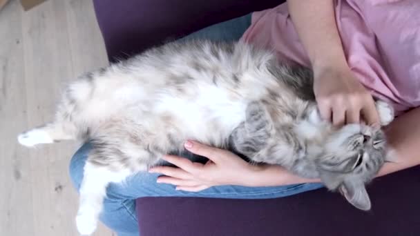 Happy Fluffy Persian Cat Comfortable Lies Owner Looking Camera Woman — Stock Video