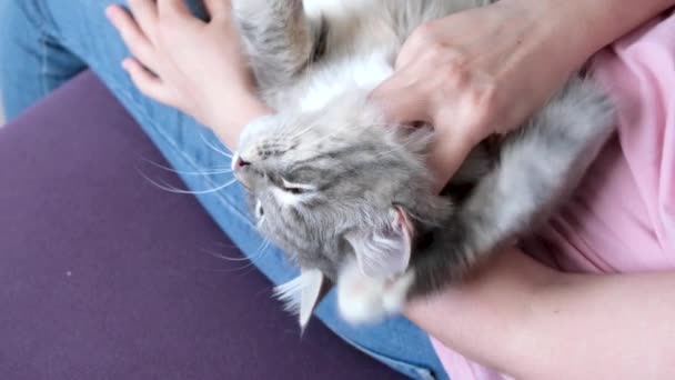 Happy Fluffy Persian Cat Comfortable Lies Owner Looking Camera Woman — Stock Video