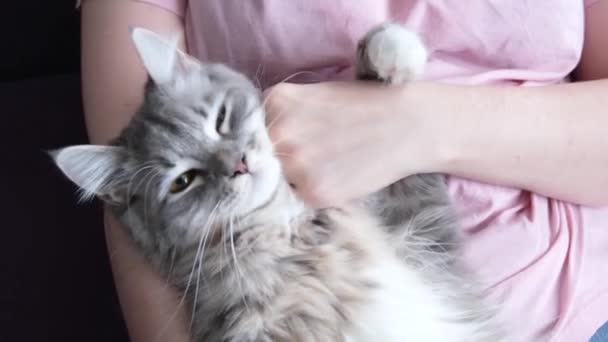 幸せなふわふわペルシャ猫快適な所有者に横たえ カメラを見て 彼女のペットの手のグリップをなでる女性 喜びから追い出す猫 動物への愛の概念 — ストック動画