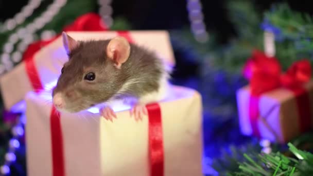 ギフトボックスにクリスマスネズミ 背景にクリスマスの装飾とクローズアップ小さなマウス 月の星占い記号 シンボル中国ハッピーニューイヤー2020のコンセプト — ストック動画