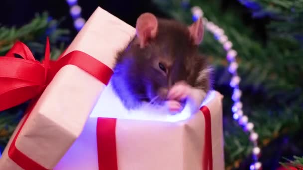 Rato Natal Caixa Presente Feche Pequeno Rato Com Decorações Natal — Vídeo de Stock