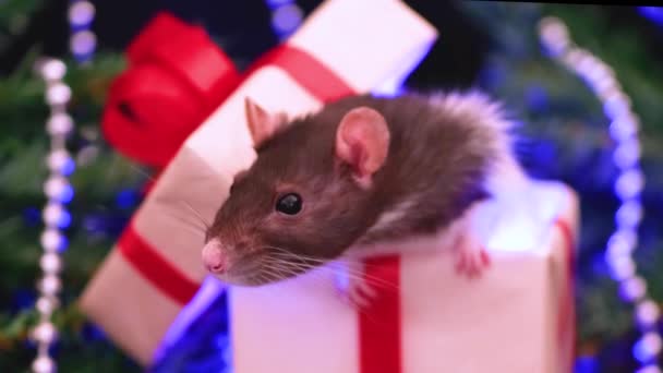 圣诞鼠在礼品盒里特写小老鼠与圣诞装饰的背景 月球星座标志 符号概念中国新年2020 — 图库视频影像