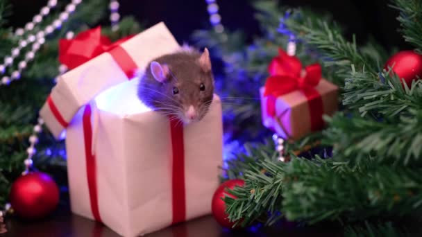 Weihnachtsratte Geschenkbox Nahaufnahme Kleine Maus Mit Weihnachtsschmuck Auf Dem Hintergrund — Stockvideo