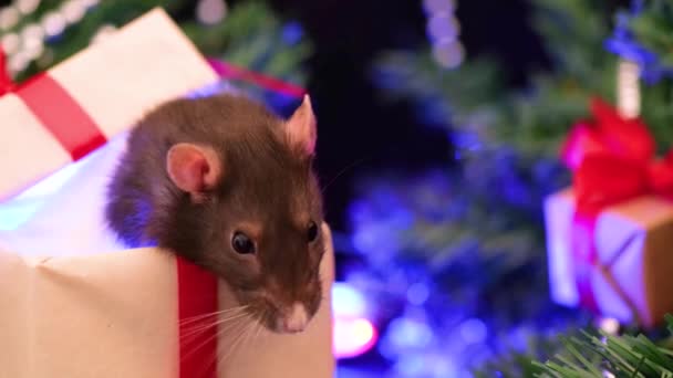 Vánoční Krysa Dárkovém Boxu Uzavfite Malou Myš Vánočními Dekoracemi Pozadí — Stock video