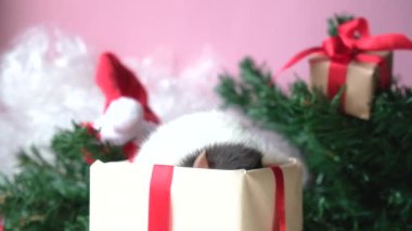 Hediye kutusunda noel faresi. Fare kutunun dışında belirir ve burnunu hareket ettirir. sembol çin mutlu yeni yıl 2020. yavaş çekim. arka planda noel süslemeleri
