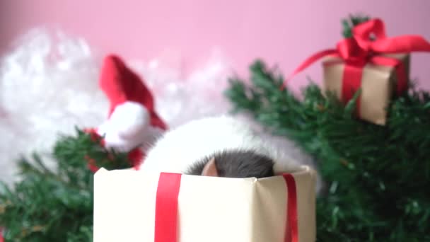 Kerst Rat Geschenk Doos Muis Verschijnt Uit Doos Beweegt Neus — Stockvideo