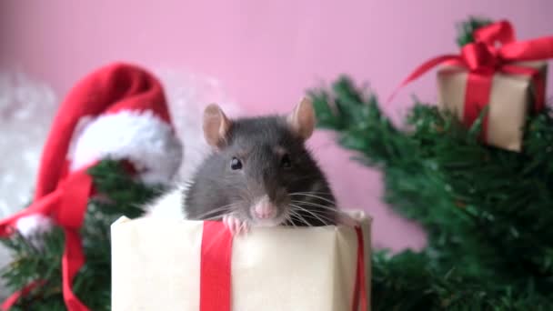 Rato Natal Caixa Presente Closeup Pequeno Mouse Olha Para Câmera — Vídeo de Stock