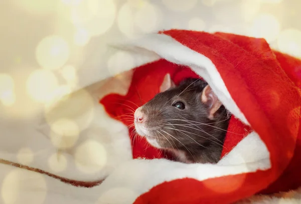 Christmas rat in red santa claus hat. New year card mouse. Symbol chinese lunar horoscope. boke lights. copyspace. — Stock Photo, Image