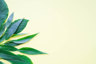 Taze yeşil yapraklardan yapılmış metin için çerçeve. Kompozisyonu sarı arka planda izole edilmiş. Üst manzara, düz uzanma