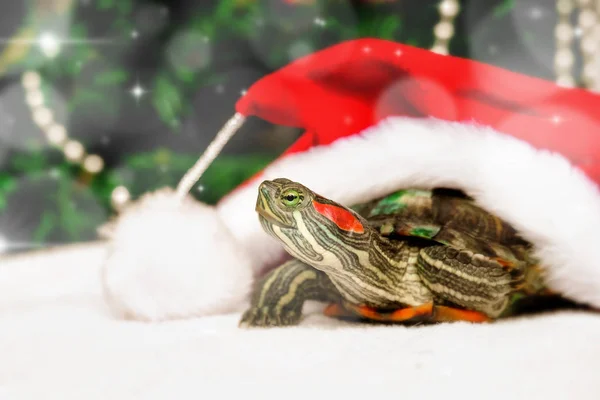 Tarjeta creativa de Navidad con tortuga en sombrero de Santa Claus rojo. Decoraciones de Año Nuevo en el fondo. Espacio libre para texto — Foto de Stock