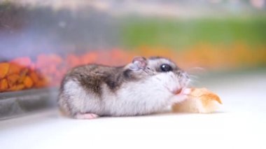 Küçük Dzungarian hamsterı beyaz arka planda bir parça ekmek yiyor. Evcil hayvan ve hayvan maması konsepti. 4k görüntü