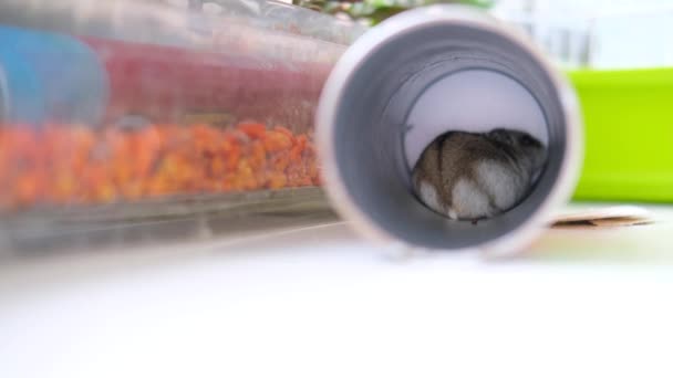 Hamster Dzungaria kecil duduk di pipa seperti dalam lubang dan membersihkan mantelnya dekat. Hewan peliharaan dan konsep makanan hewan. Rekaman 4k — Stok Video