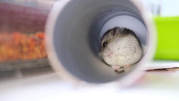 Little Dzungarian hamster sits in a pipe as in a hole and cleans his coat close up. Pets and animal food concept. 4k footage — ストック動画