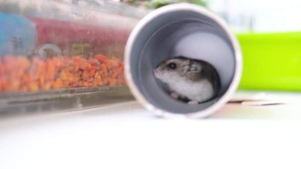 Lilla Dzungarian hamster sitter i ett rör som i ett hål och rengör sin rock på nära håll. Husdjur och djurfoder koncept. 4k-bilder — Stockvideo