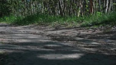 4 bin. Turuncu bisiklete binen çocuk kırsal kesimdeki ormanda yol kenarında. Çocuk yaz günü dışarıda bisiklet sürüyor.